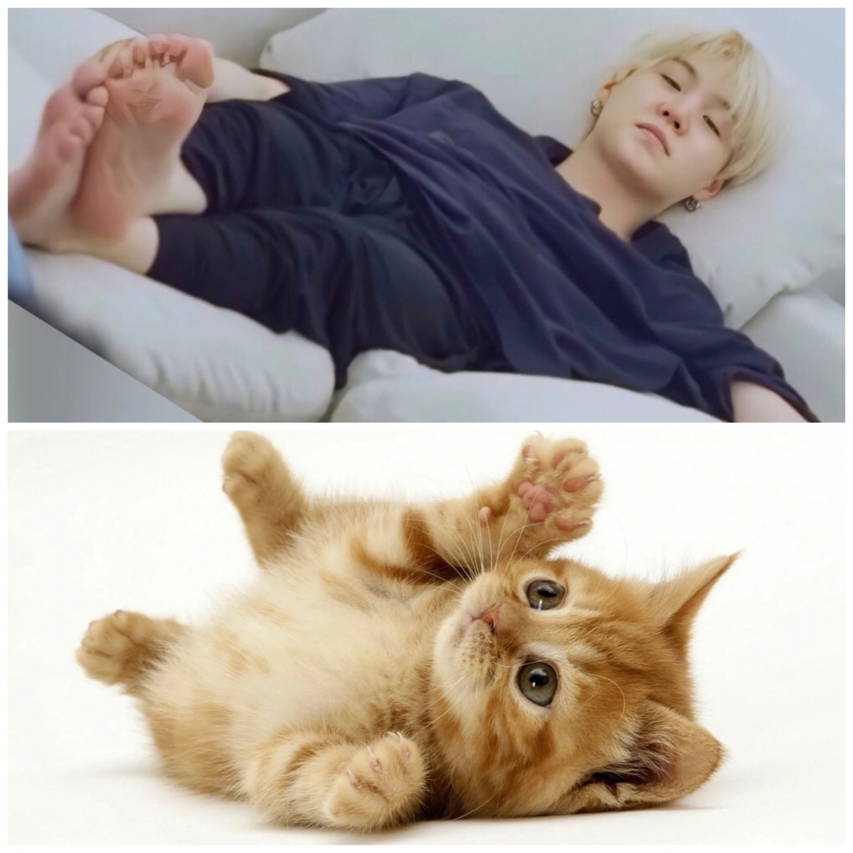 Поддавшись общей тенденции! Котики - теплые животики! 