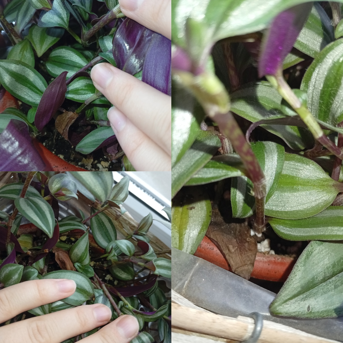 У моих традесканций такая история круглый год