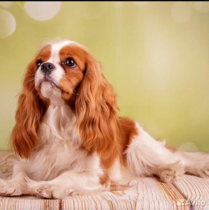 Взрослый Пёсиль.🐶