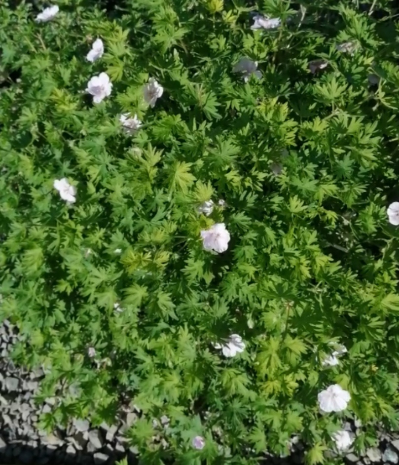 Герань разрослась, но она не портит вид в рокарии