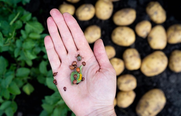    Shutterstock/FOTODOM