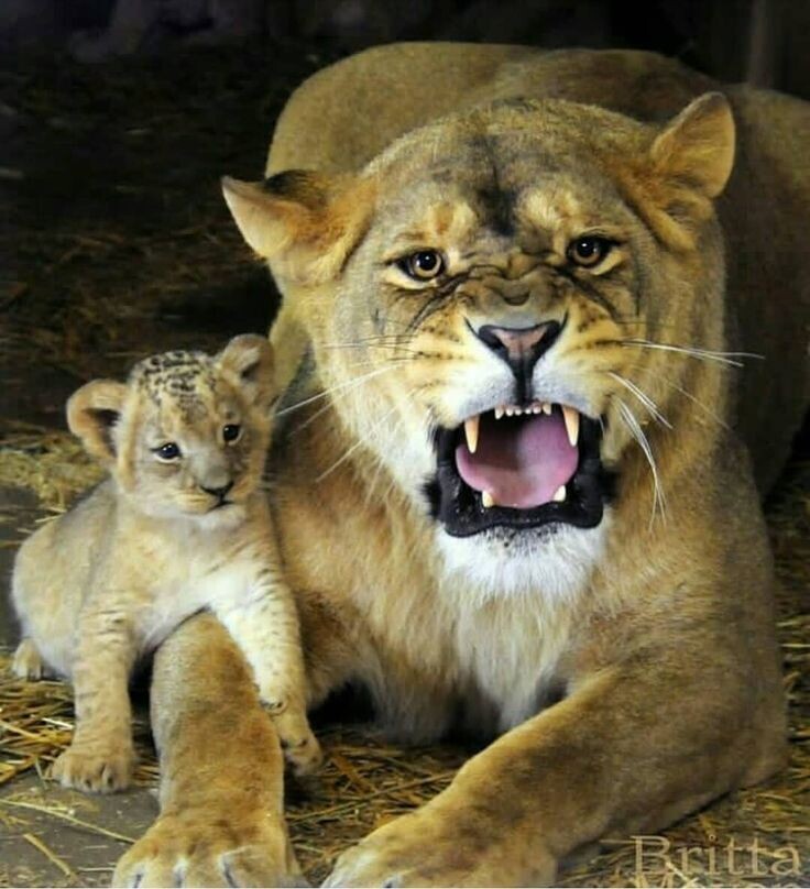 Вот примерно так я поддержала идею мужа касательно сада.