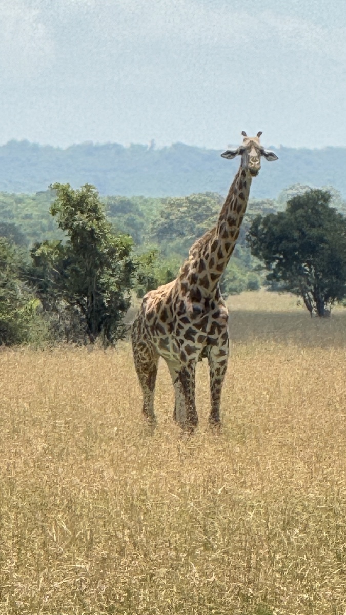 Этот жираф явно оценил мои умозаключения 