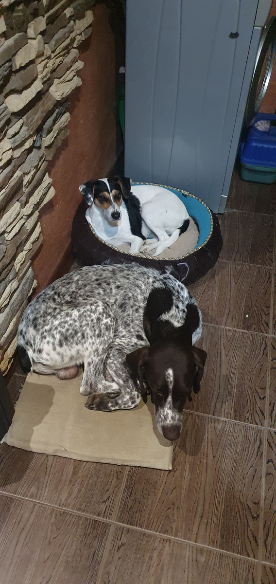 Мои "бездомыши-спасёныши  - Зара из пристроя и Боб из Абхазии