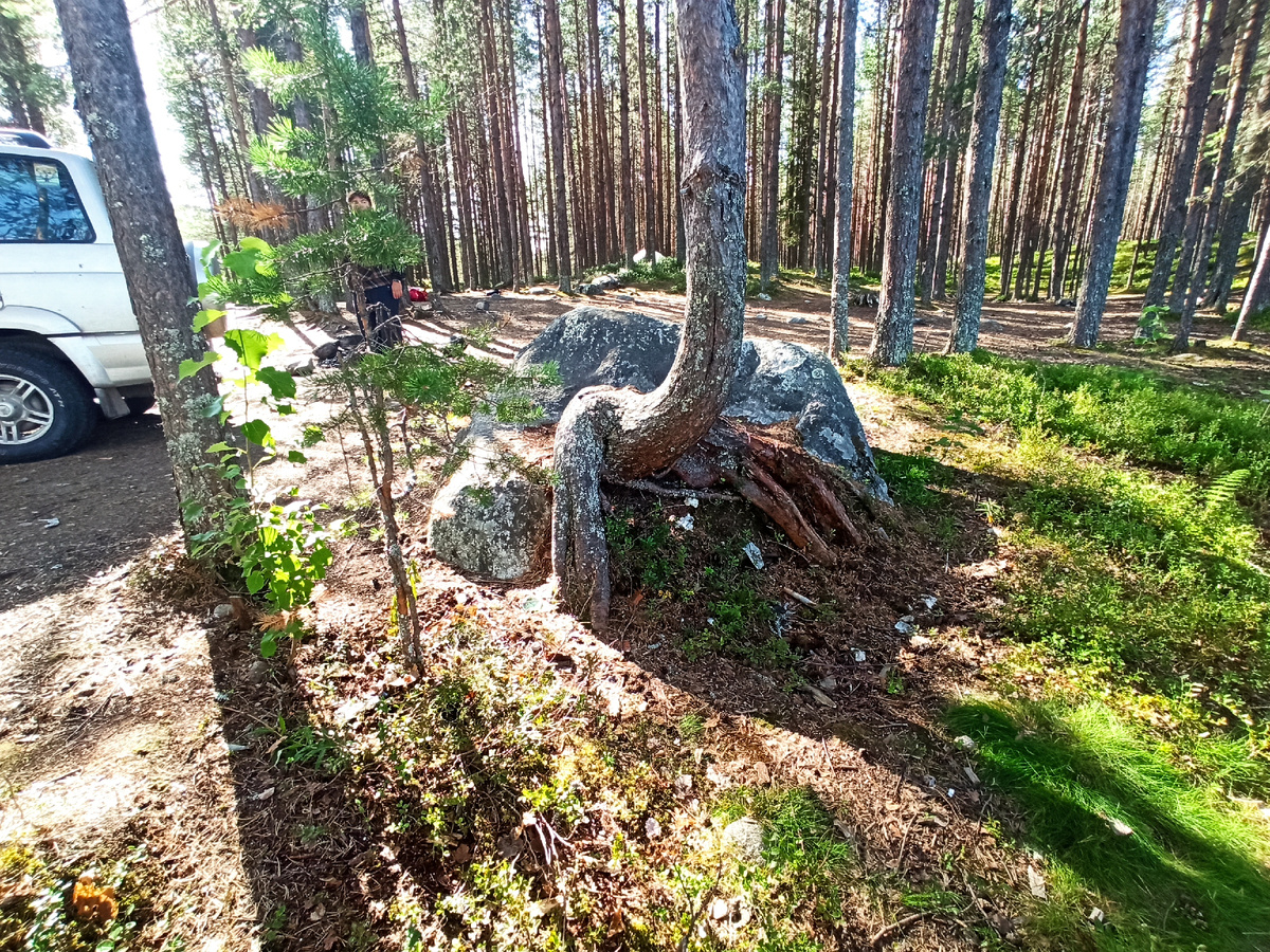 Сосна присела на камень отдохнуть