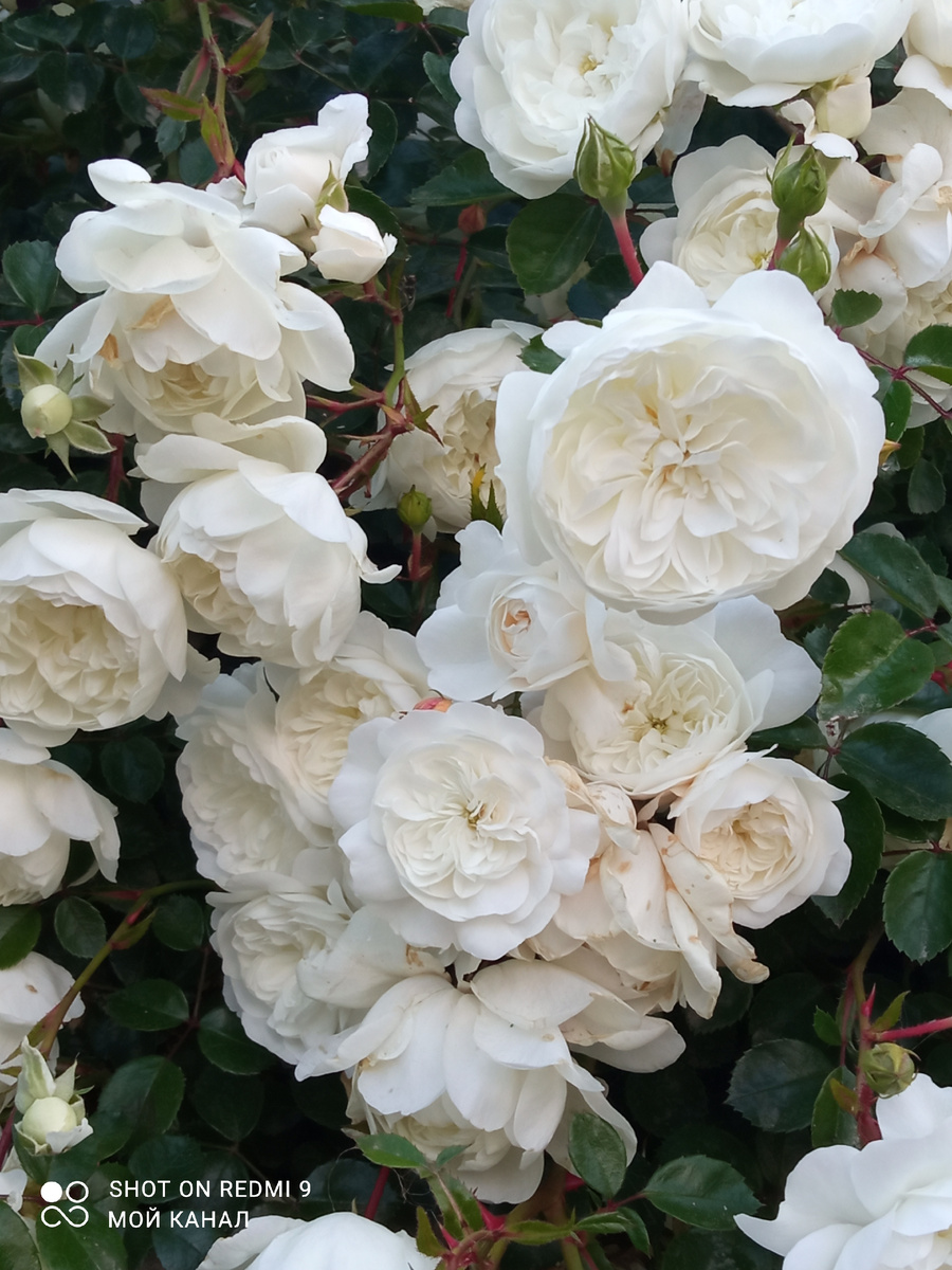 Роза Суони. Фото автора.