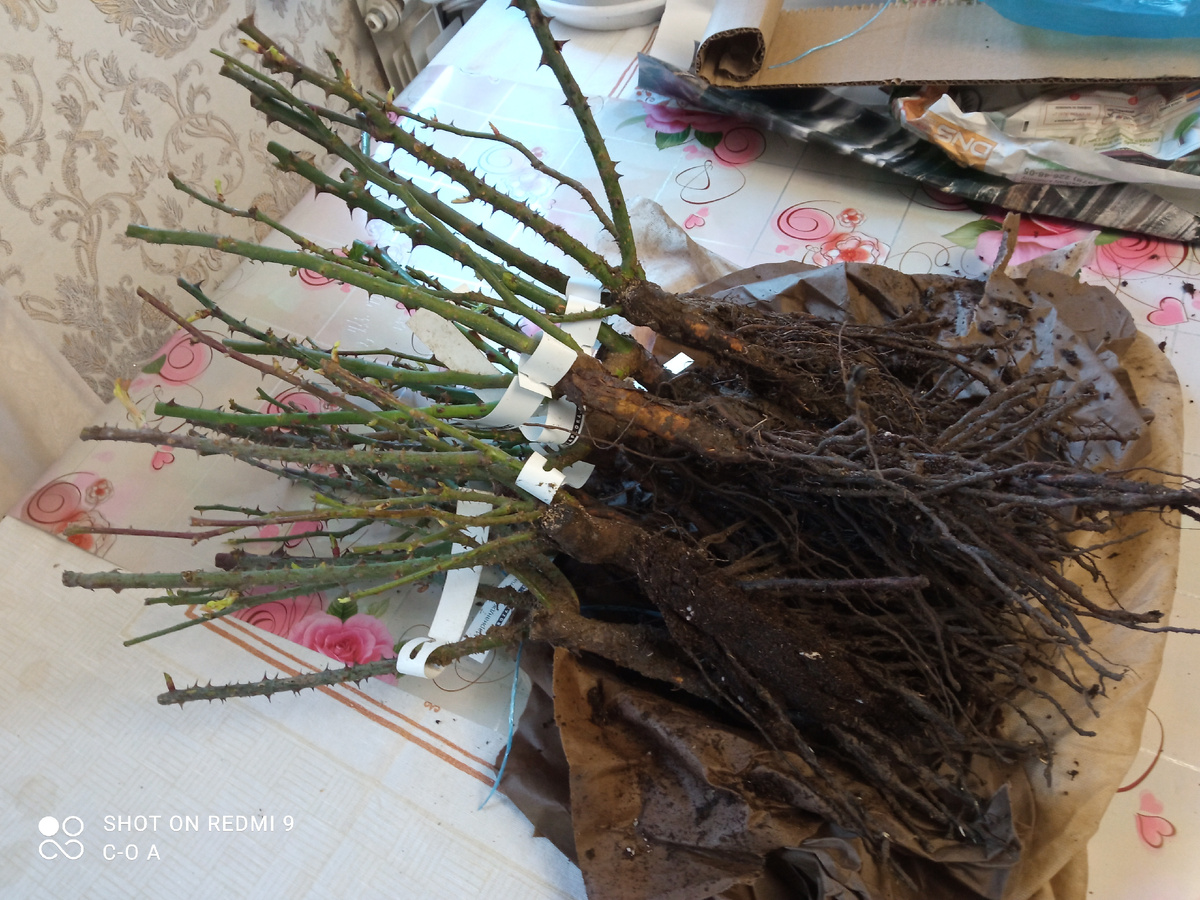 Такими должны быть все саженцы роз. Фото автора.