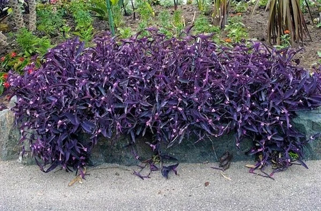 Фото из интернета. 