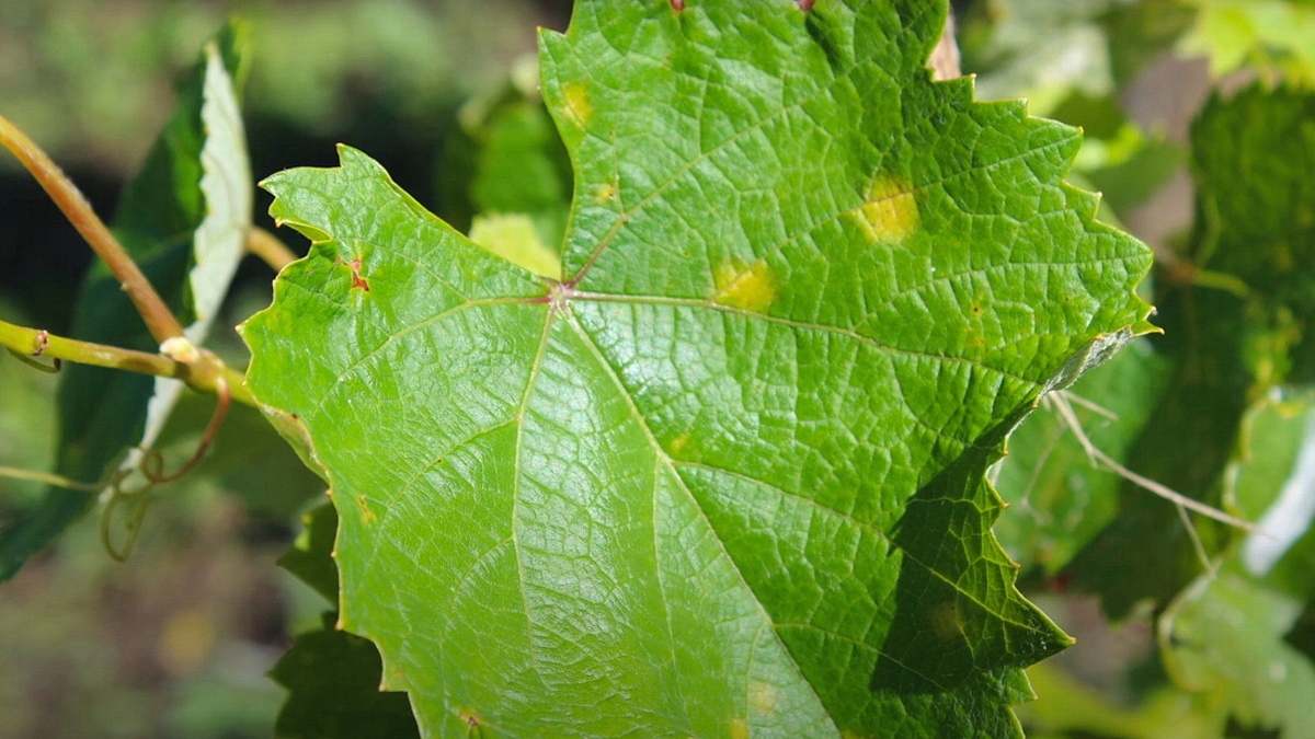 Милдью - С верхней стороны листа появляются желтоватые или светло-зеленые маслянистые пятна.