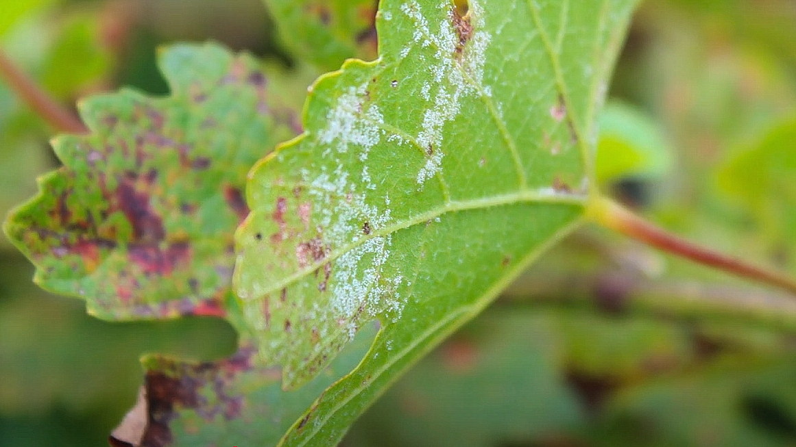 Милдью - С нижней стороны листа, под этими пятнами, образуется белый пушистый налет (спороношение гриба).