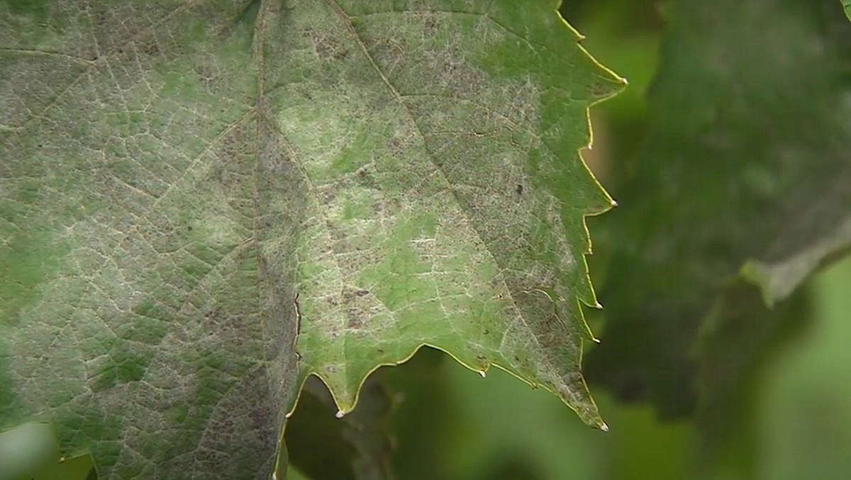 Милдью - водная плесень, которая вызывает ложная мучнистую росу.