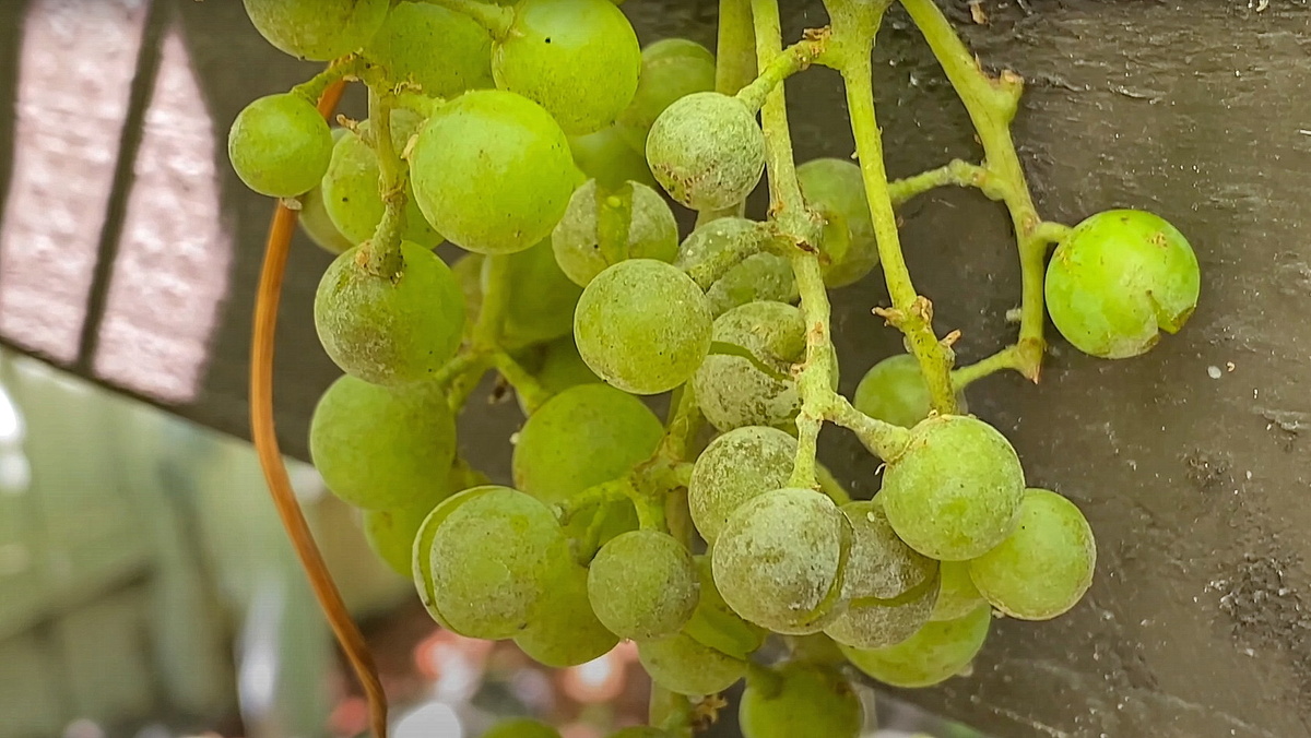 Оидиум на ягодах винограда.