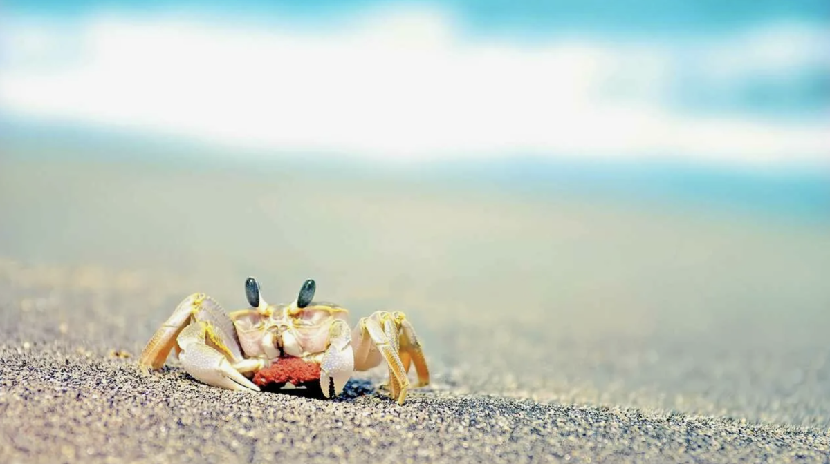 Хитозан производится из панцирей ракообразных