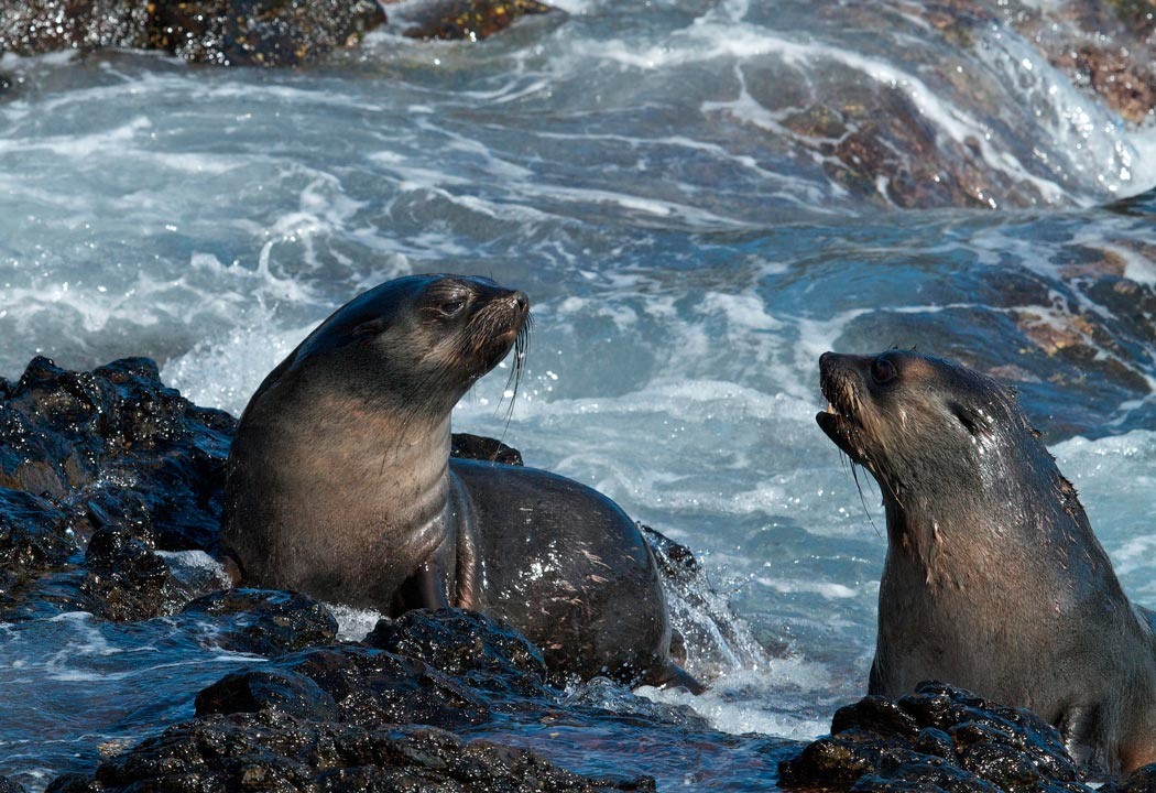 взрослые тюленчики 