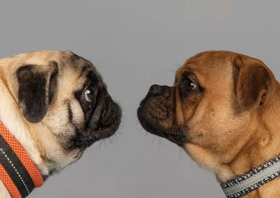 У ретро-мопса никаких хрюканий и отдышки — здоровая, счастливая собака