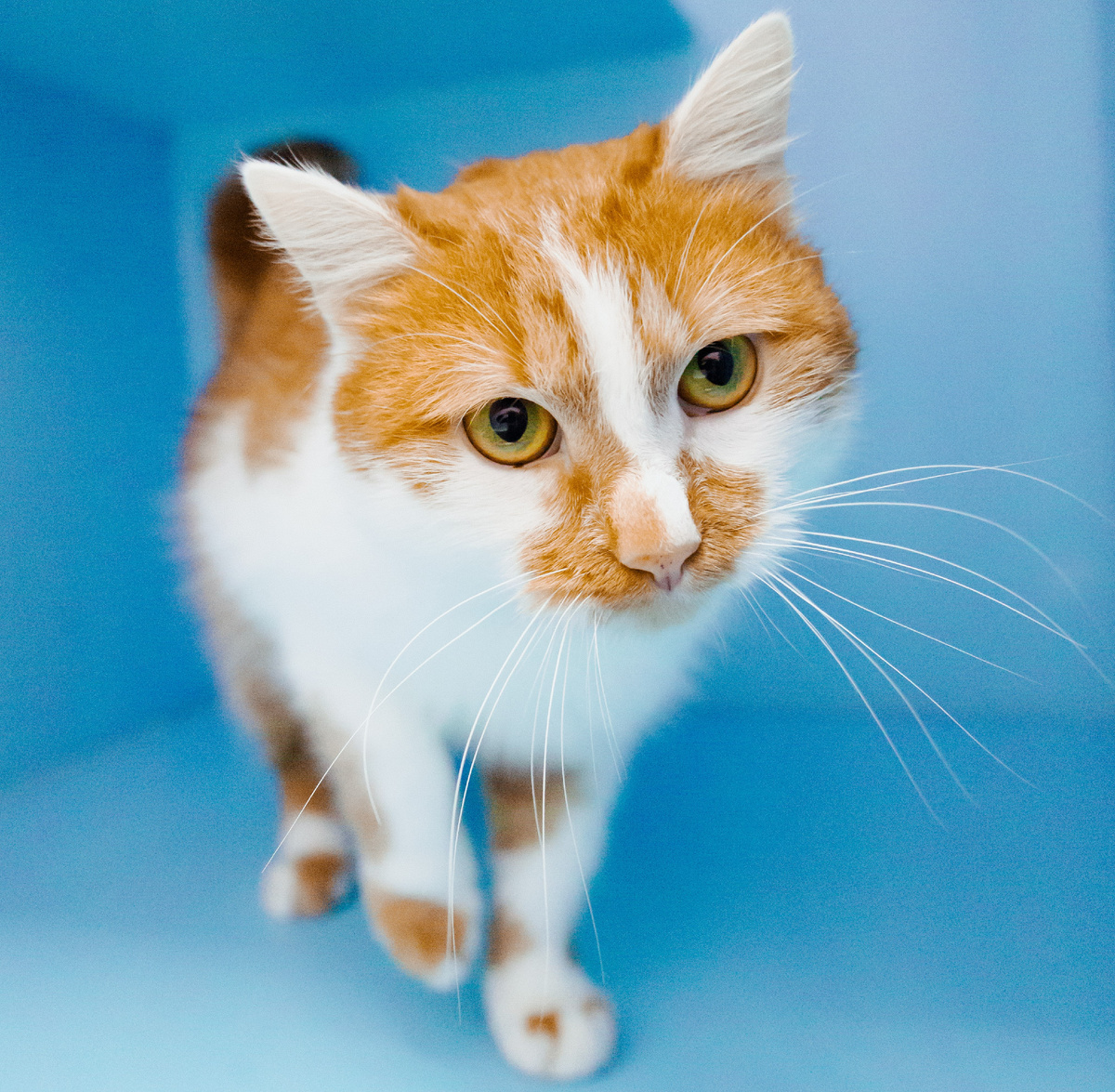 Давайте знакомиться