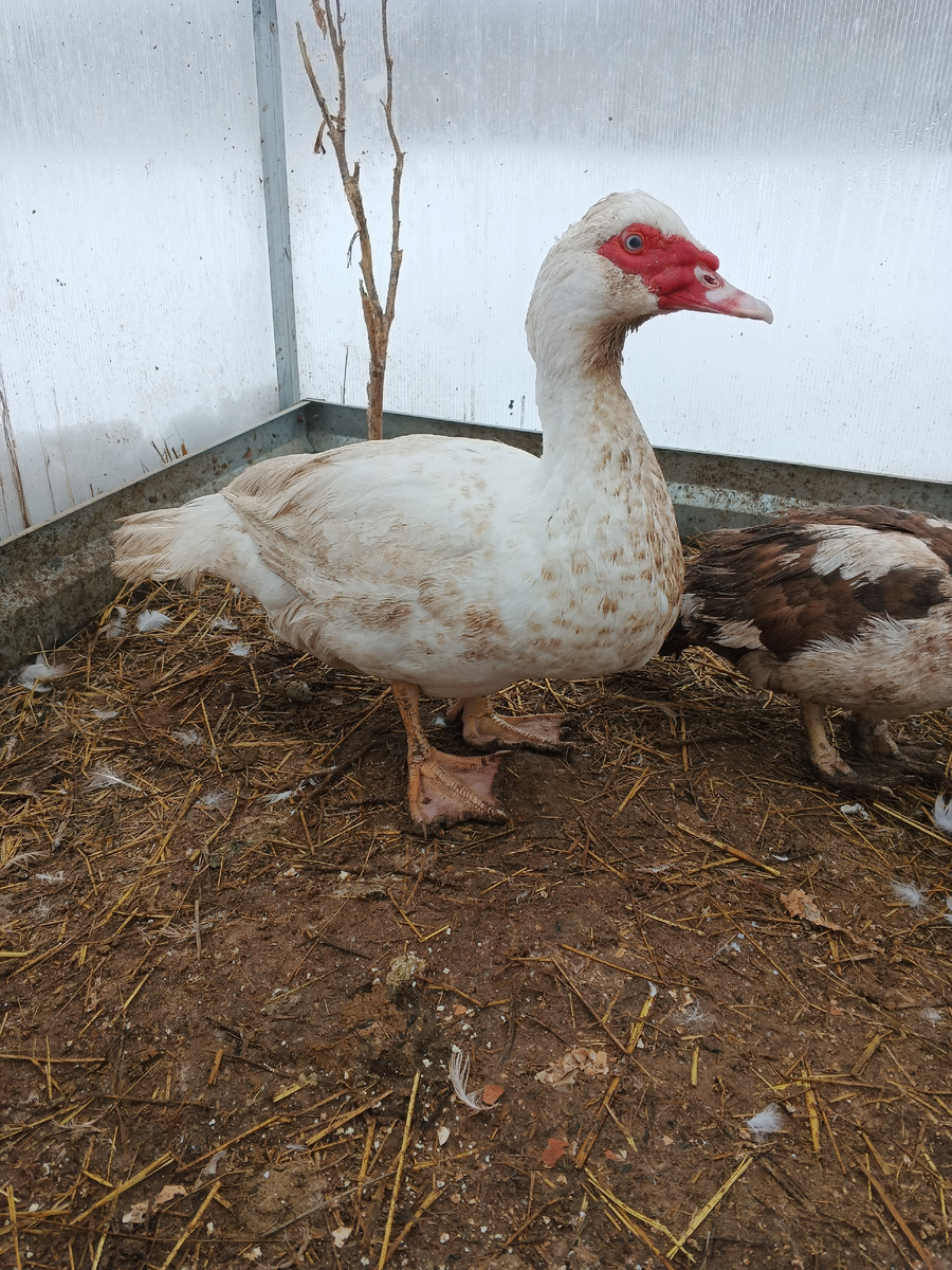 Индоутки (мускусные утки) ждут весну, будет яйцекладка. 