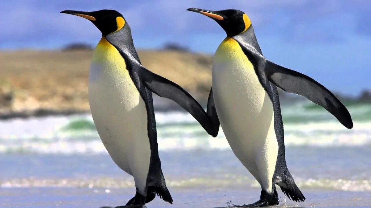 Императорский пингвин