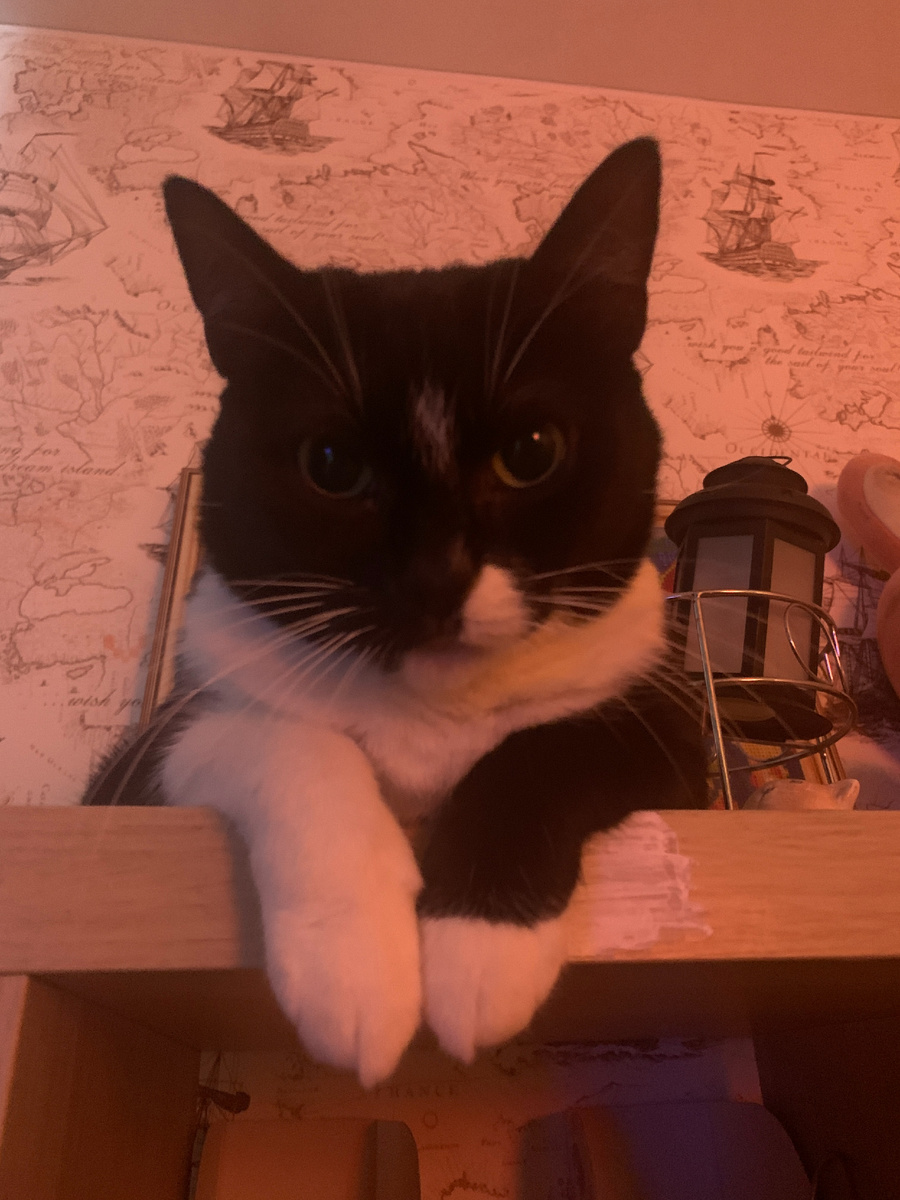 у меня лапки!