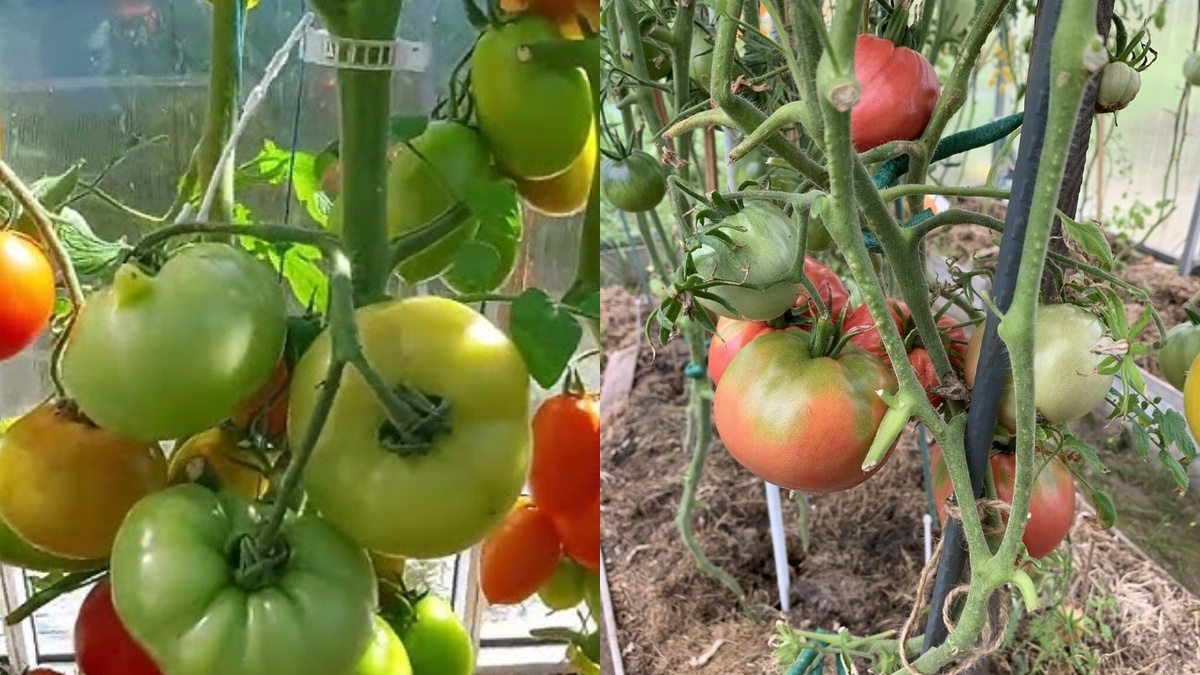Один куст томатов дает 15 кг за сезон при уходе 3 часа в неделю