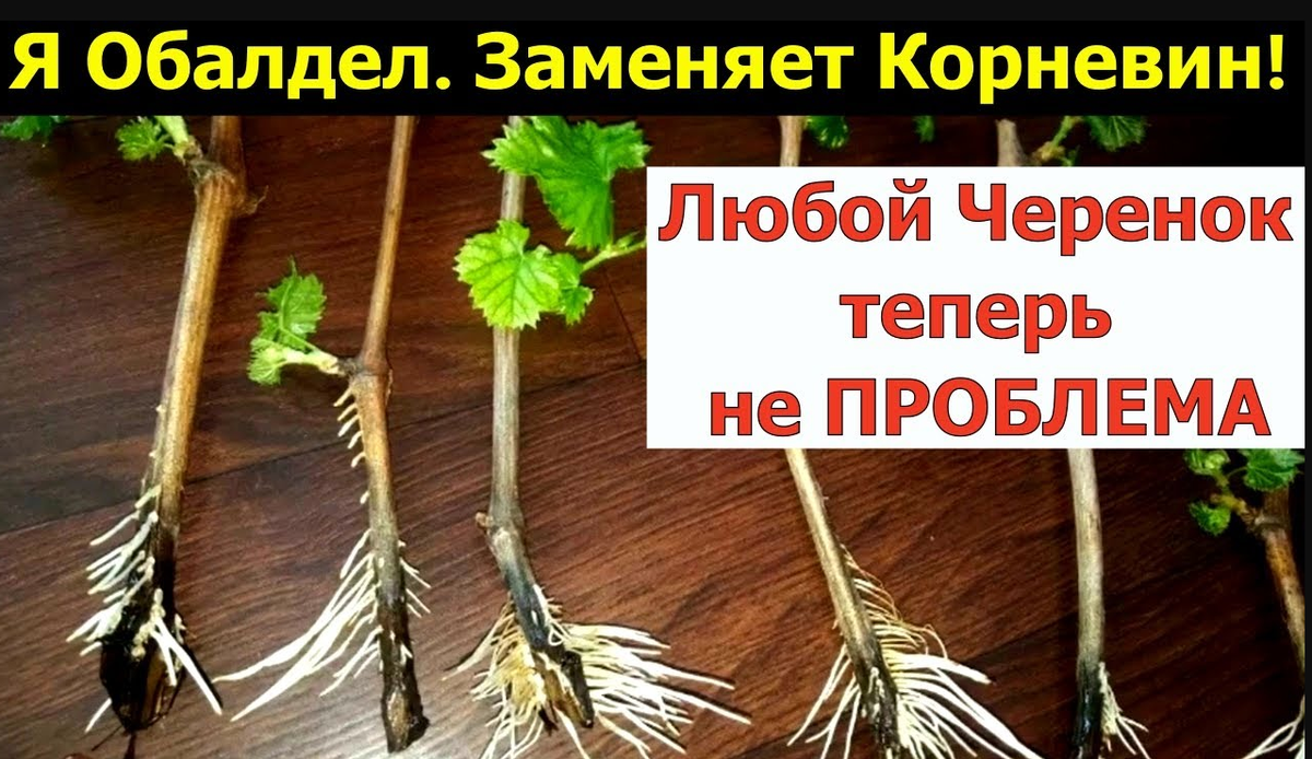 Дача. Сад. Цветы