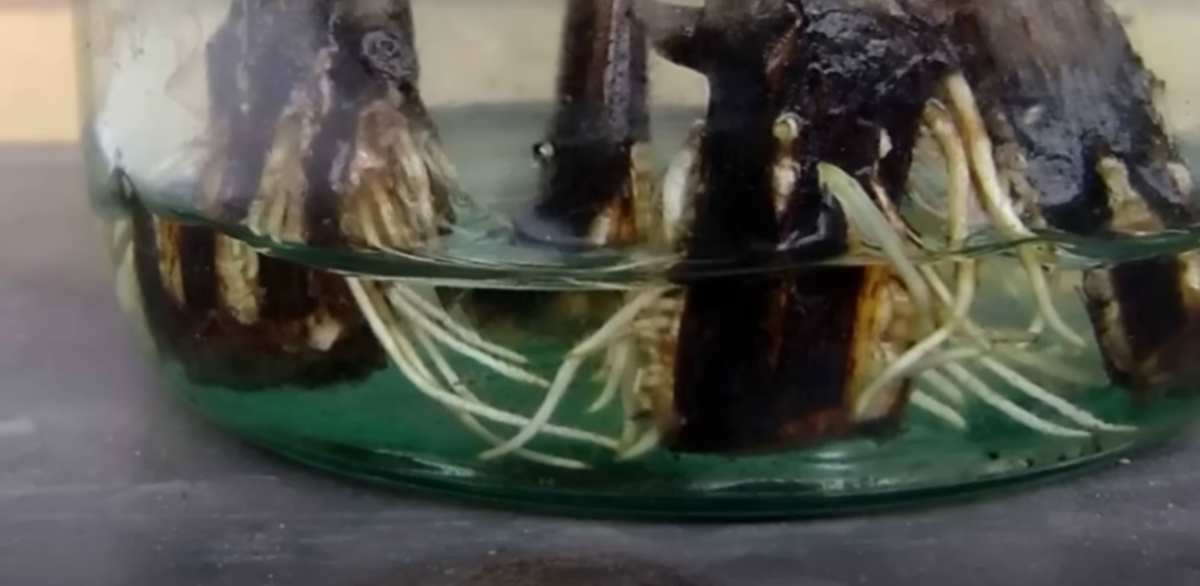 Дача. Сад. Цветы