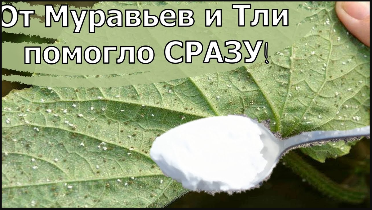 Дача. Сад. Цветы
