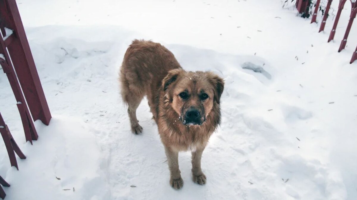 Фото: Юрий Стрелец, Коммерсантъ