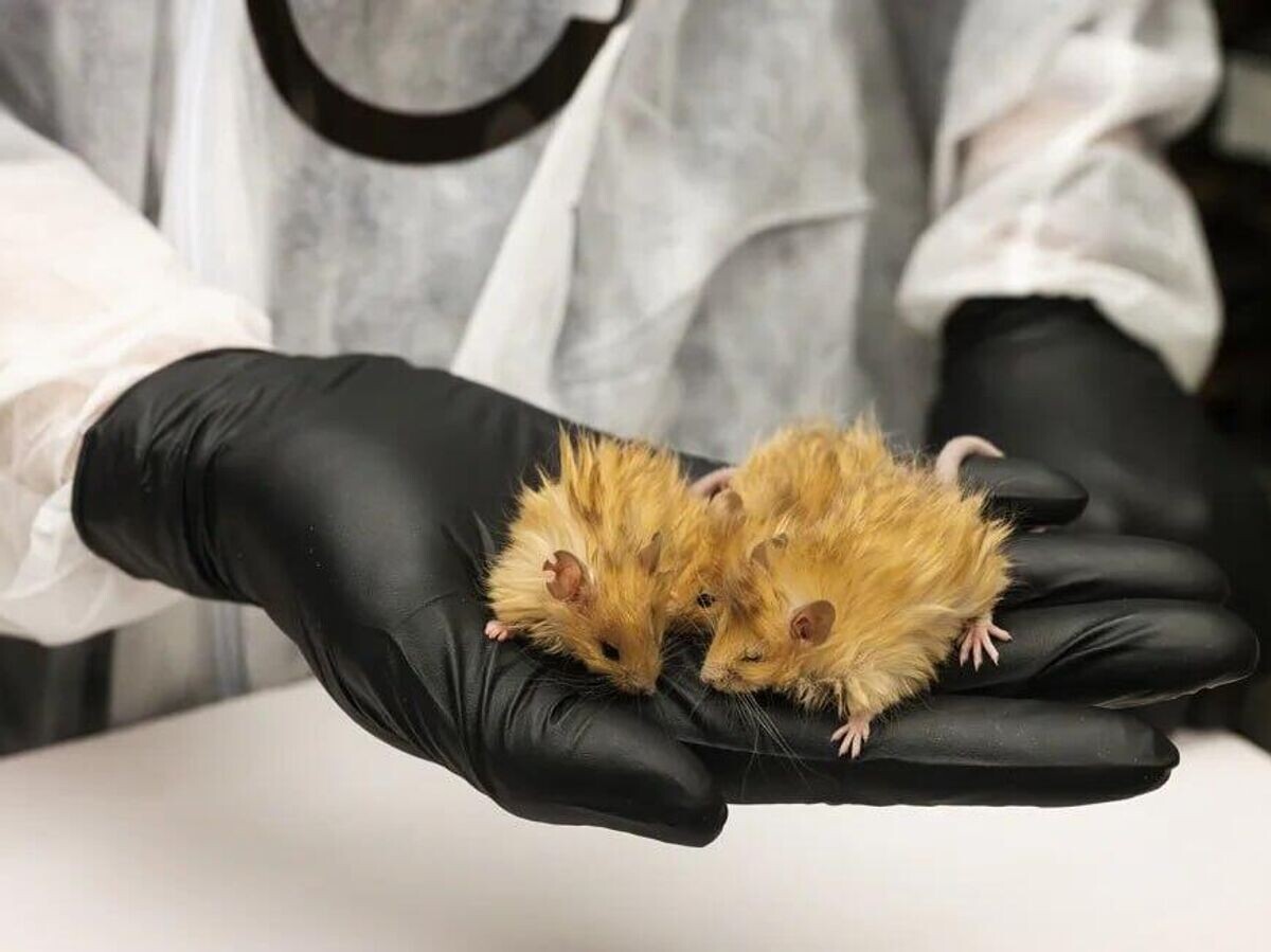    Шерстистые мыши© Фото : Colossal Biosciences