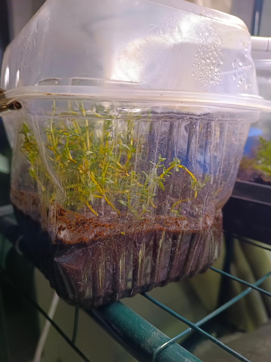 Впервые черенковали тимьян из магазина. Фото из личного архива автора