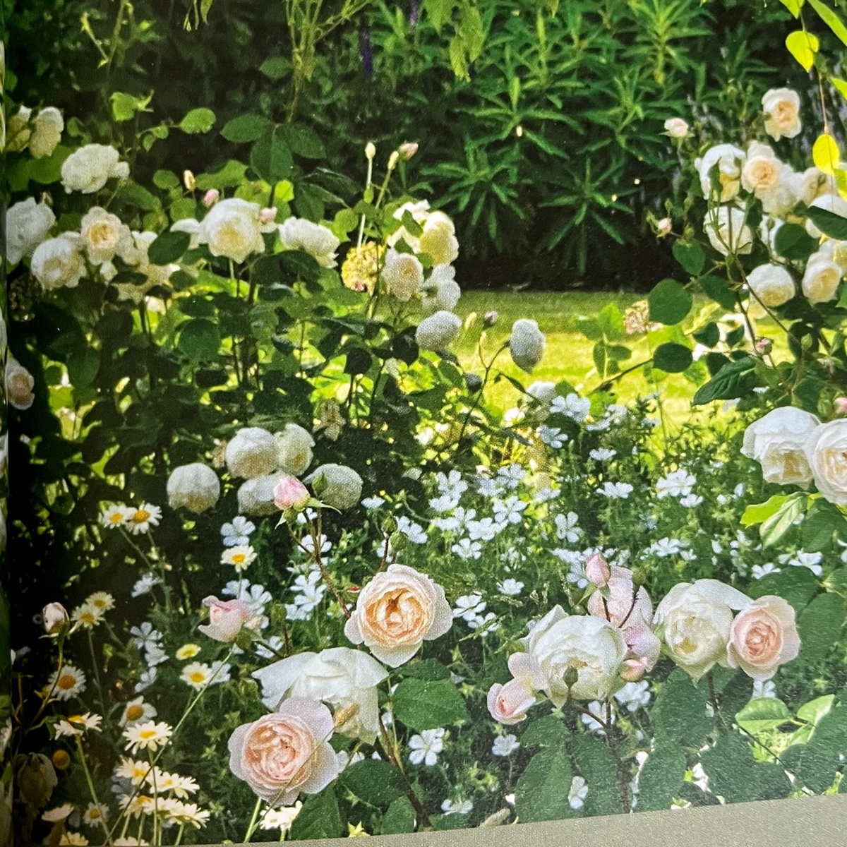 ‘Desdemona’ (Дездемона), ромашки и герань