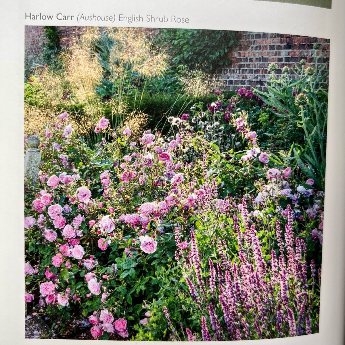 ‘Harlow Carr’ (Харлоу Карр), розовый шалфей