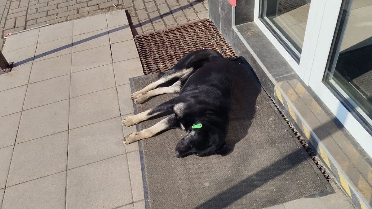    Фото: архив телеканала «Краснодар»