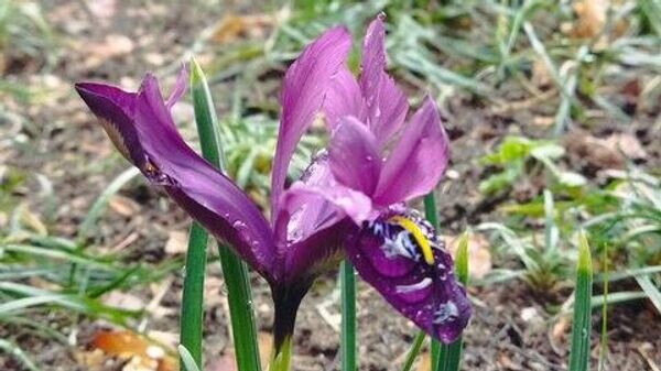    © Никитский ботанический сад