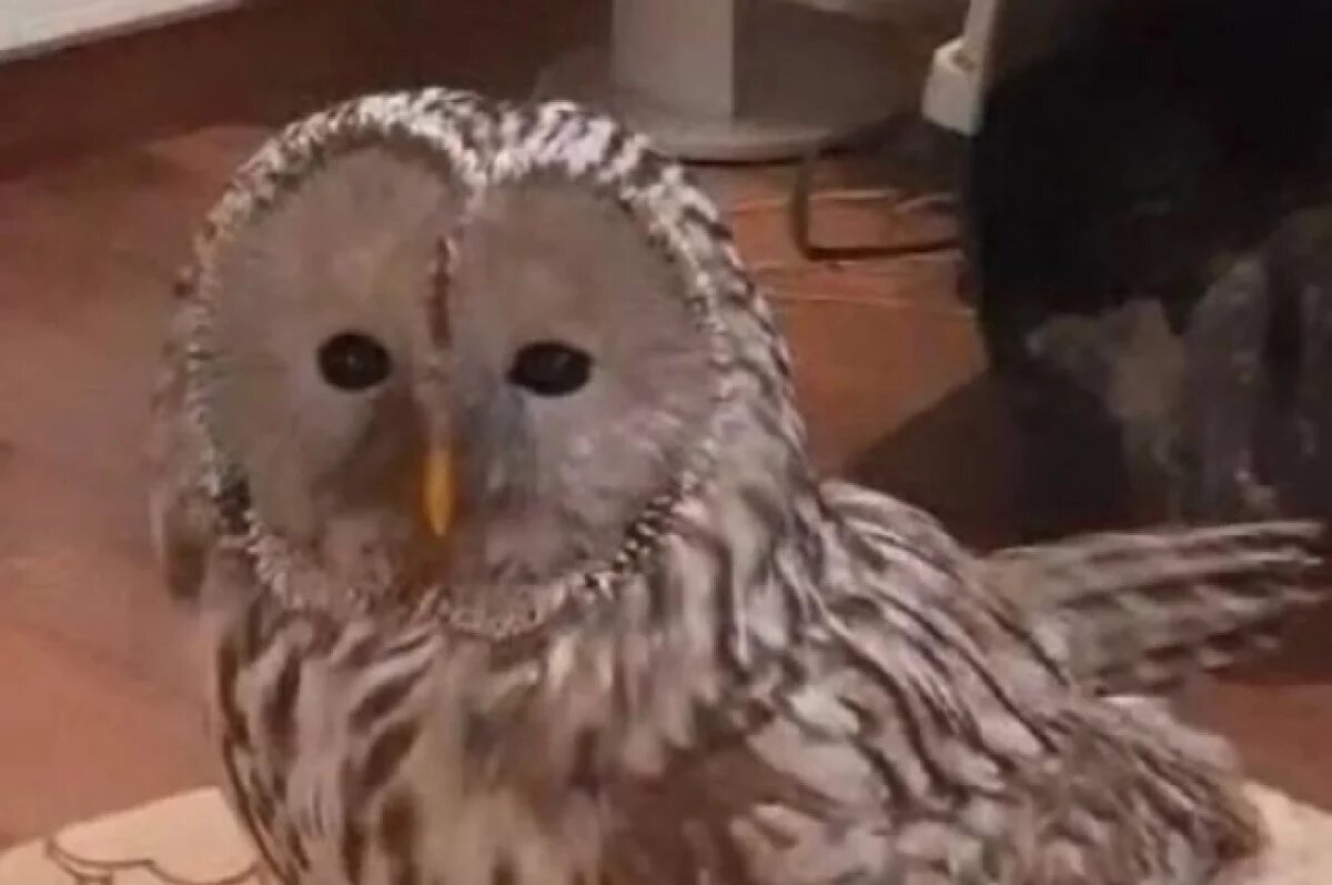    Неясыть была истощена и имела ранения, но благодаря заботам неравнодушных людей