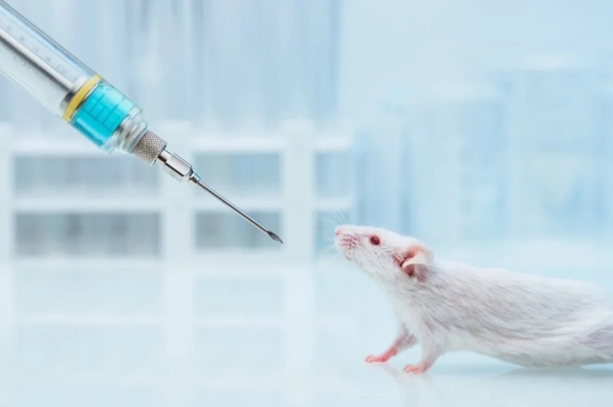    В США вывели шерстистую мышь с характеристиками мамонта