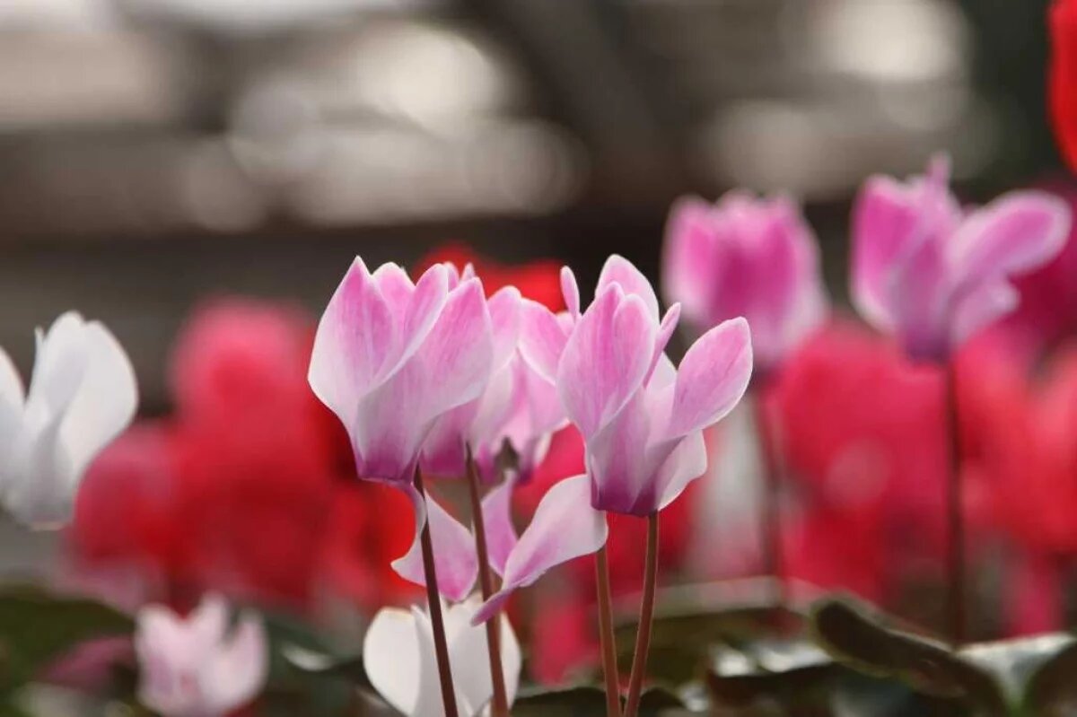    На Камчатке 70% мужчин планируют поздравлять коллег-женщин с 8 Марта