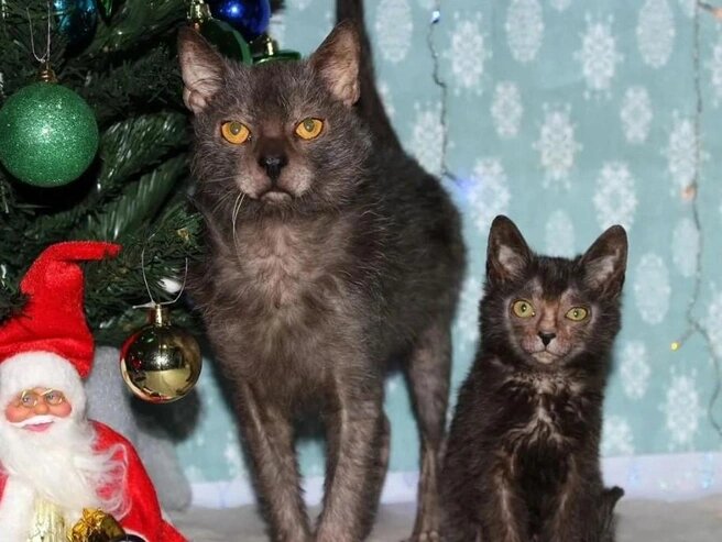 Источник: Avito