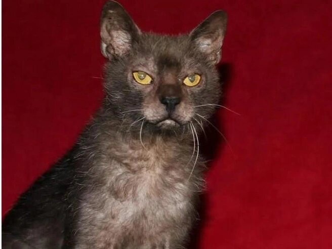 Источник: Avito