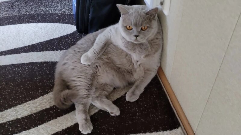     Котики сотрудников altapress.ru altapress.ru