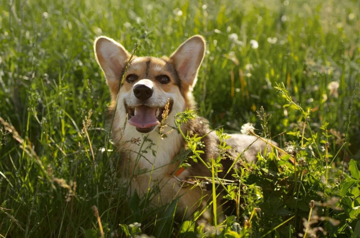    Рецидивист из ЕАО до смерти забил собаку и вернётся в тюрьму