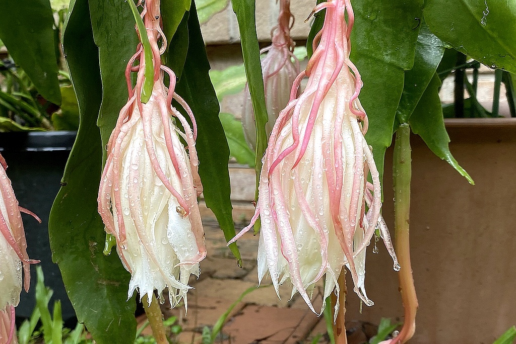 Этой ночью моя Королева Ночи, эпифиллум оксипеталум снова цвёл; в этот раз он порадовал меня всего тремя бутонами