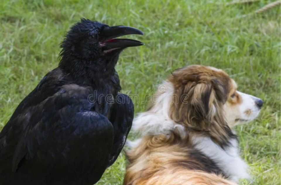 Яндекс.картинки для обложки. Собака и ворон 