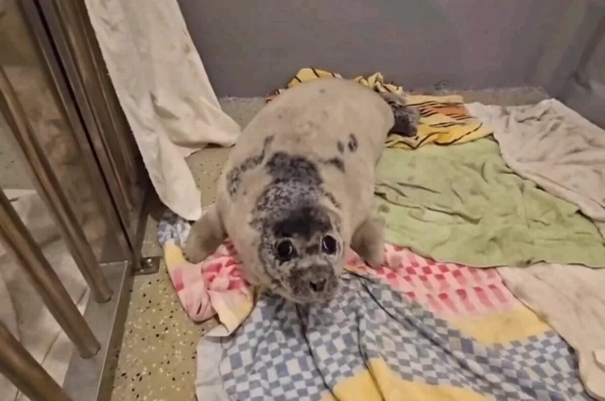    Первый пошёл: в Приморье начался «сезон» спасения малышей-тюленей