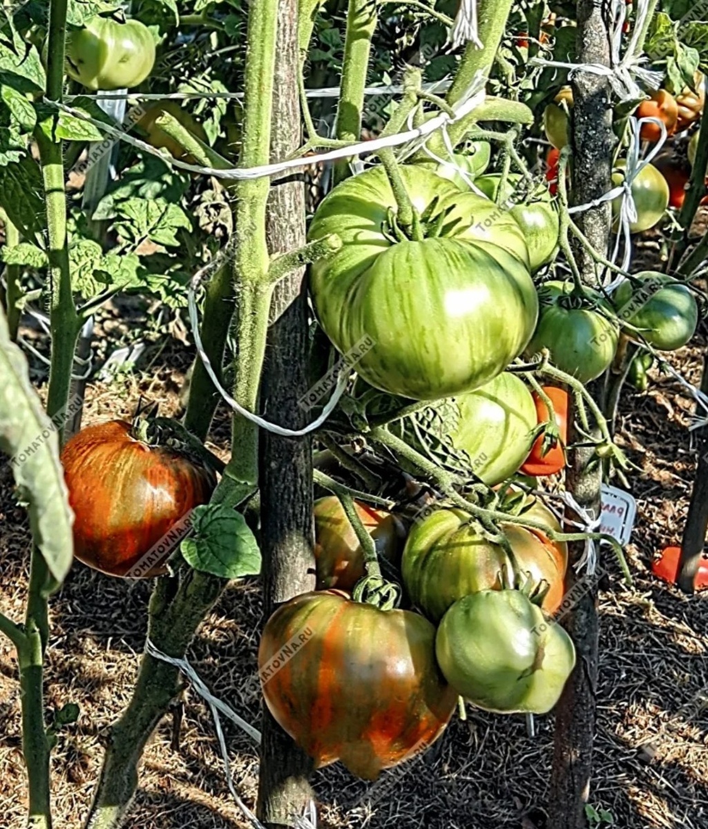 Гном томатный Чёрный огонь. 100% к посадке! Фото из нашего каталога 