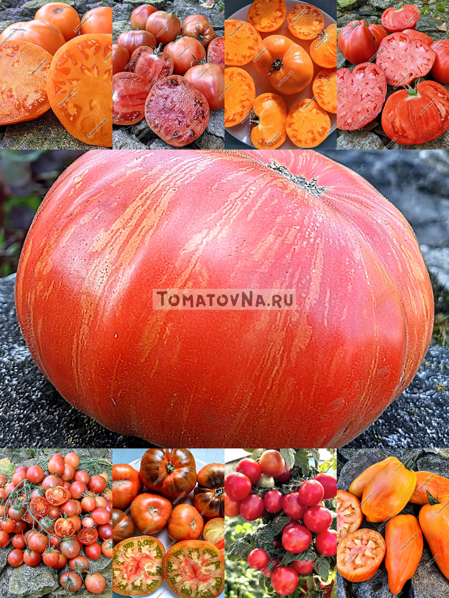 Коллаж из собственного архива