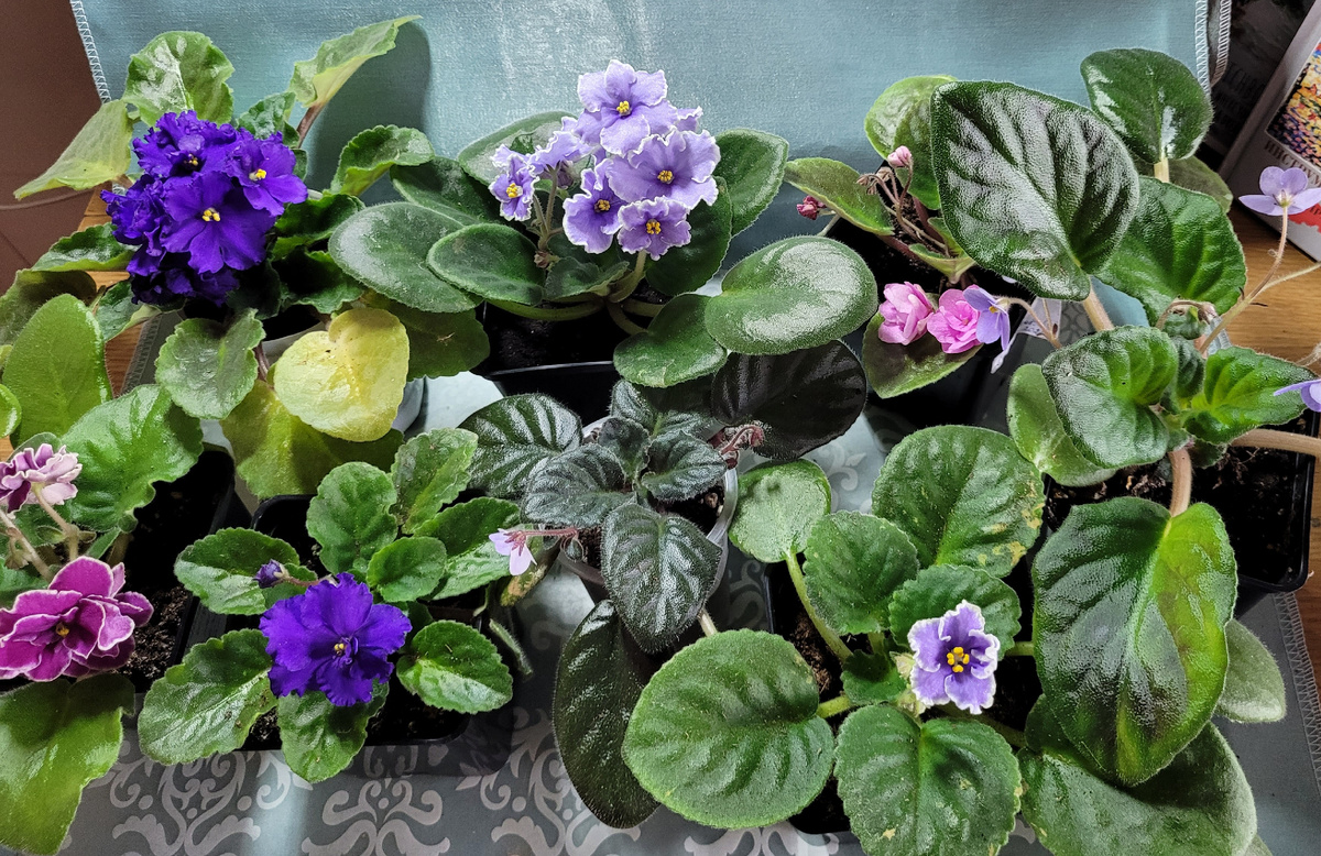 Восемь цветущих фиалок