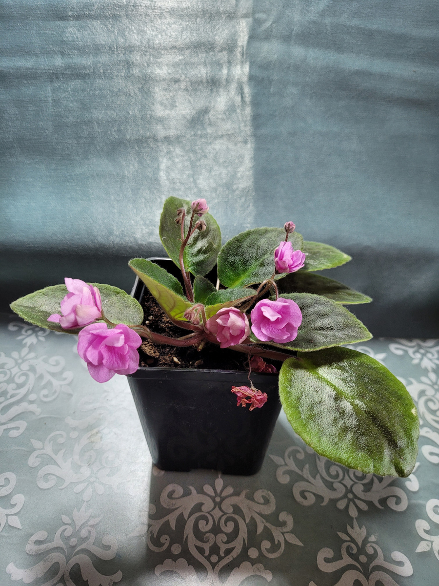 С розовами цветочками