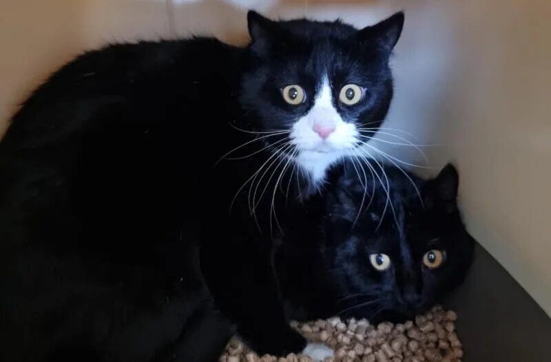 Новые подопечные приюта «Котофеево» / kotofeevo41.ru