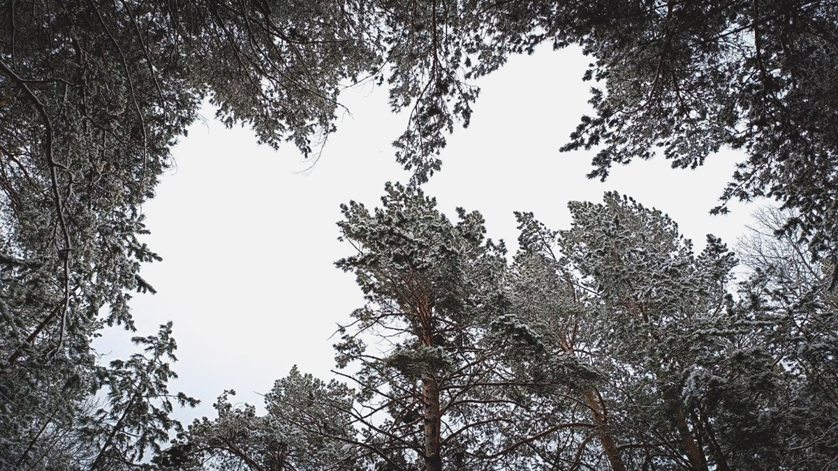     Источник: 1MI